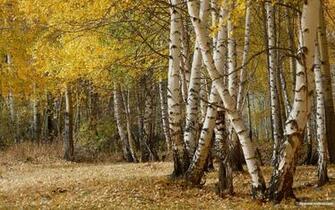 Birch Trees Forest Wallpaper
