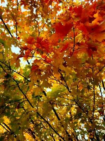 Fall Jpg