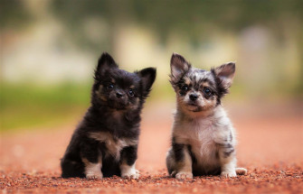 Two Baby Long Haired Chihuahua Dog Pbt6bpae77dyyhx2 Wallpaper