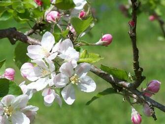 Wallpaper Apple Blossom