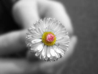 Black And White Daisy Wallpaper HD Background