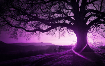 Top Purple Tree Wallpaper Full HD 4k To Use