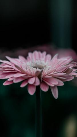 Flower Pink Calm Nature Bokeh Peaceful Beautiful Wallpaper For