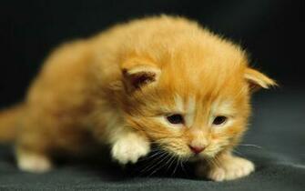 Lol Cat Wallpaper