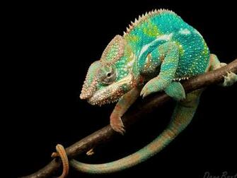 Lizard Wallpaper