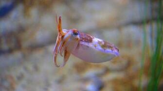 Cuttlefish Computer Wallpaper Desktop Background