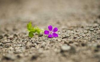 Single Flower Wallpaper