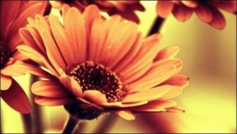 New HD Flower Wallpaper High Resolution
