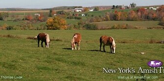 Workhorses Along The Amish Trail Wallpaper Enchanted Mountains Of