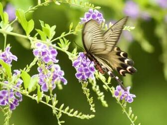 Beautiful Butterfly Wallpaper Pictures