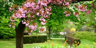 Garden Pictures For Background