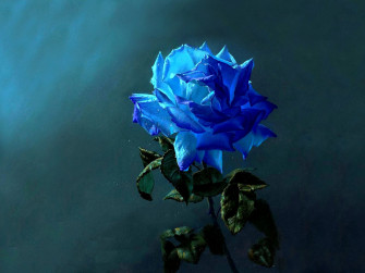 Blue Rose Wallpaper