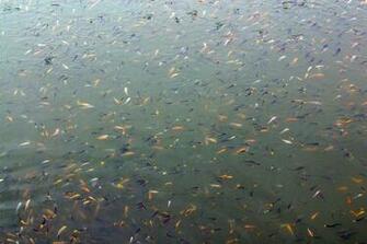 Moose Miller S Domestic Koi And Hybrid Bluegills