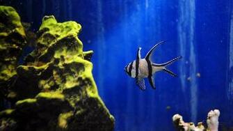 Aquarium Wallpaper Gratis Bureaublad Achtergronden X