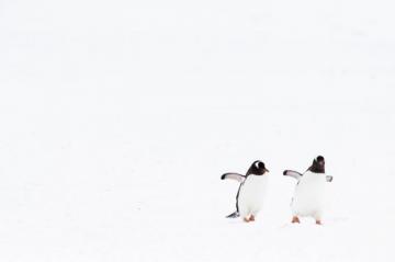 Best Penguin Pictures HD Image