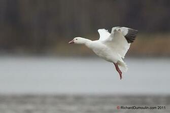 Snow Goose Wallpaper S