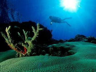 Fish Wallpaper Scuba Diving