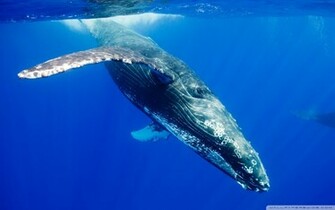 Hump Back Whale Humpback Whales Wallpaper