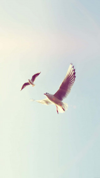 Bird iPhone Wallpaper