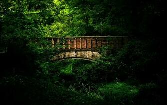 Old Bridge Forest Madrid Wallpaper