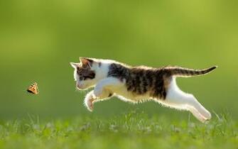 Cat Wallpaper Butterfly Jumping Grass HD Ultra