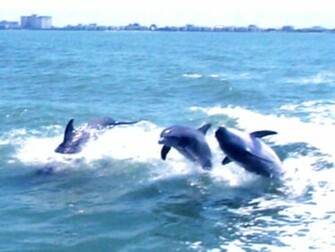 Dolphin Wallpaper Desktop Xpx Most