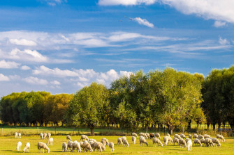 Top Farm Animals Wallpaper Full HD 4k To Use