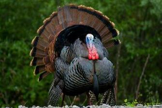 Wild Turkey Tom Image Pictures Becuo