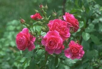 Desktop Wallpaper Animals Flowers
