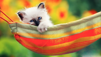 Kittens Kitten Cat Cats Baby Cute S Wallpaper HD
