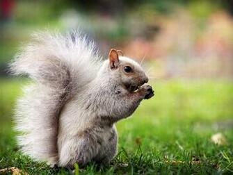 Group Of Cool Picture Cute Squirrel