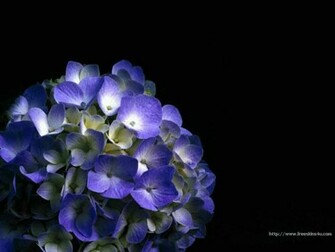 Blue Wallpaper