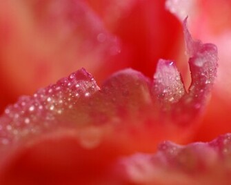 Red Wallpaper Soft Background Desktop Best HD