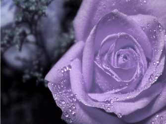 Purple Rose Wallpaper