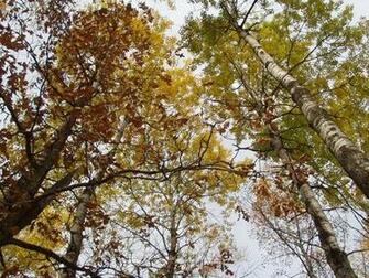 Photos Autumn In Northern Minnesota Moving To Dom
