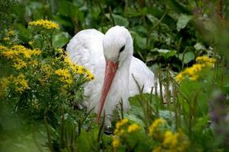 Stork Wallpaper