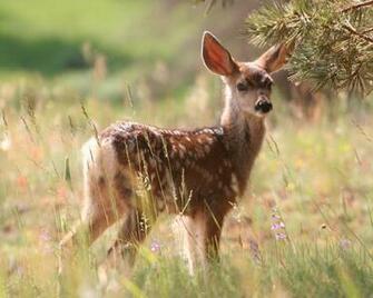 Fawn Wallpaper Animal Lovers
