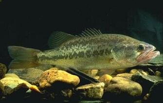 Largemouth Bass Pictures Information Wallpaper Photos