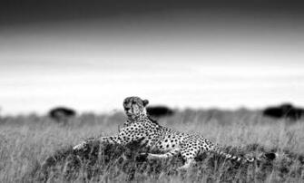 Black And White Leopard Wallpaper HD Image Amp Pictures Becuo