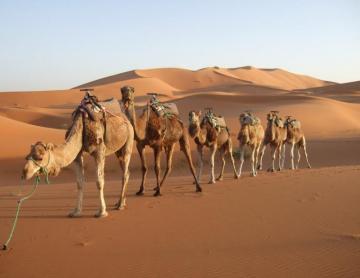 Wallpaper Desert Camels Morocco