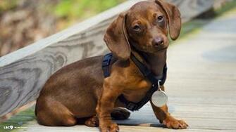 Desktop Weiner Dog Wallpaper Image In Collection