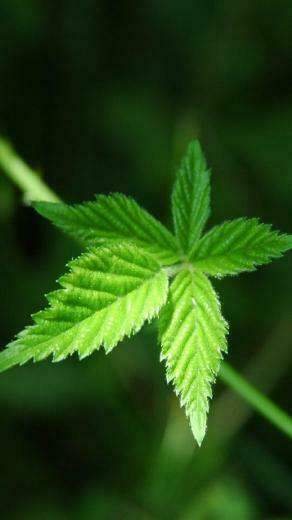 iPhone HD Green Leaf Wallpaper Background Car Pictures