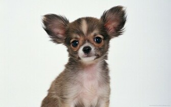 Chihuahua Wallpaper