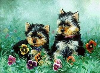 High Definition Wallpaper Photo Yorkies Html