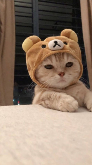 Cute Cat Aesthetic Wallpaper