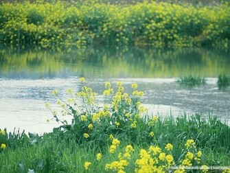 Spring Scene Wallpaper Trees Flowers4