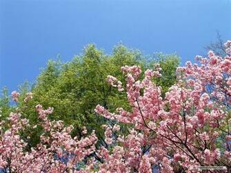 Wallpaper Nature Spring