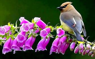 Spring Bird Desktop Wallpaper Jpg