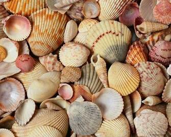 Sea Shells Wallpaper
