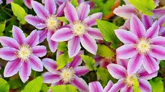 Clematis Wallpaper X Net